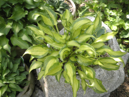 Hosta ´Geisha´